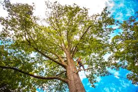 Best Tree Trimming and Pruning  in Ina, IL