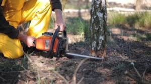 Trusted Ina, IL Tree Services Experts