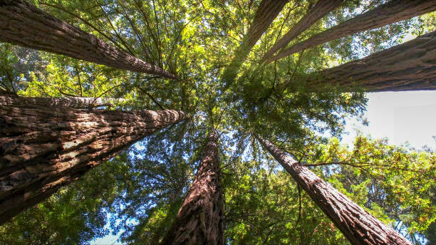 Best Arborist Consultation Services  in Ina, IL