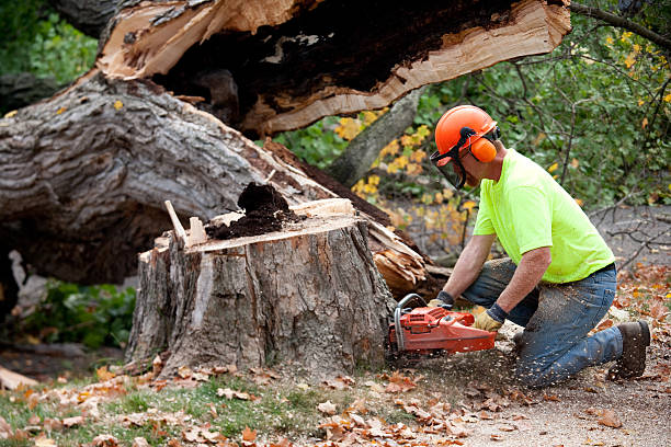 How Our Tree Care Process Works  in  Ina, IL