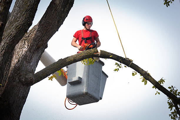Tree and Shrub Care in Ina, IL