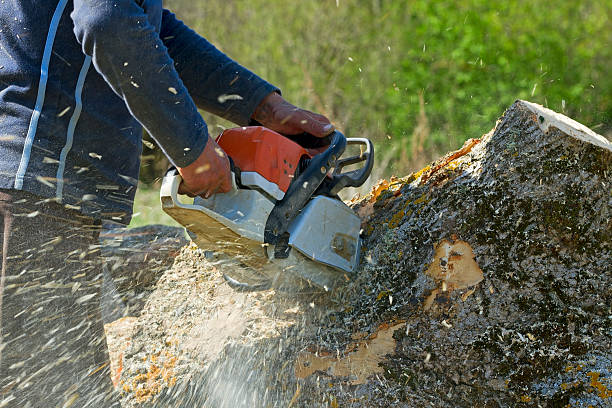 Best Emergency Tree Removal  in Ina, IL